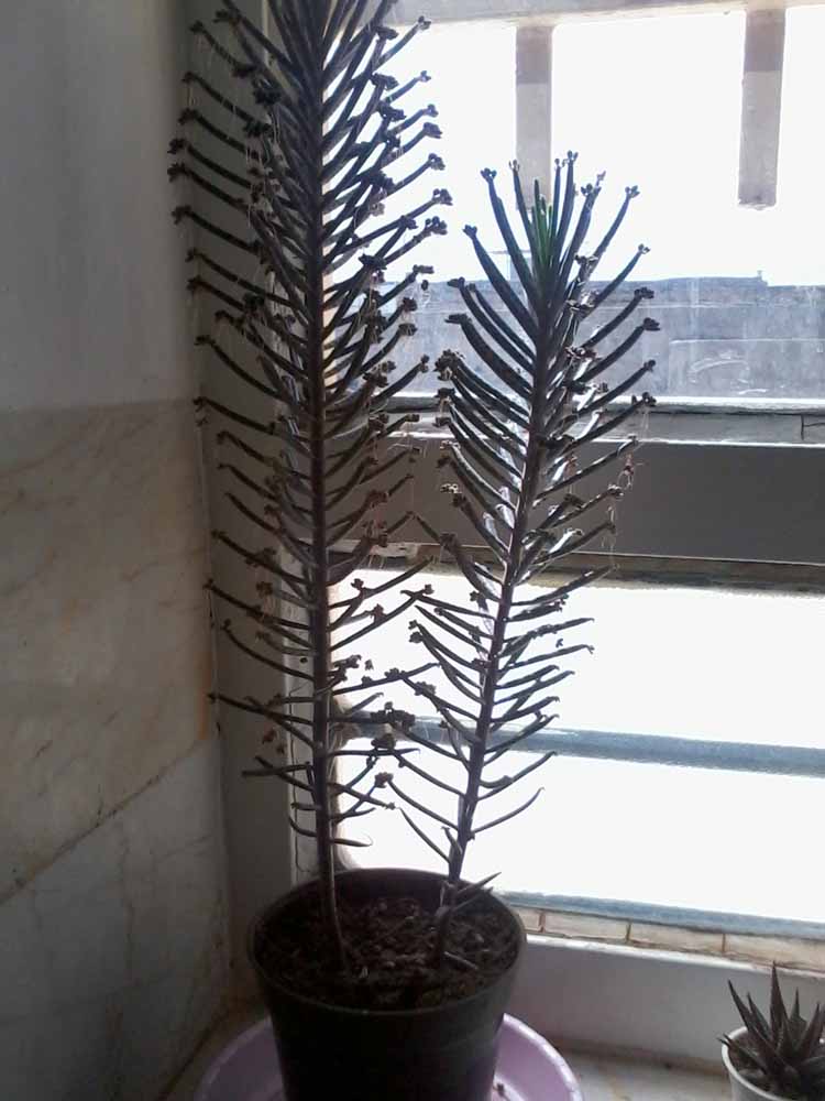 تصویر پرسش و پاسخ گیاه